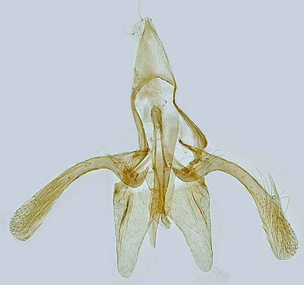 /filer/webapps/moths_gc/media/images/O/ohridella_Cameraria_GM_Hall.jpg