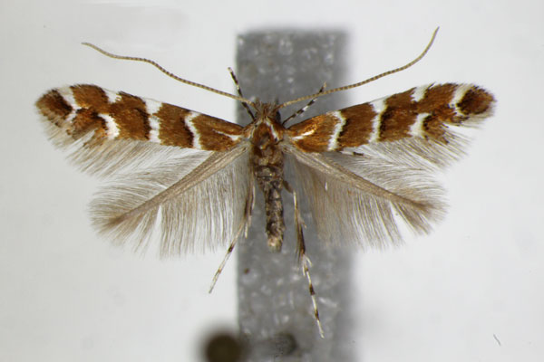 /filer/webapps/moths_gc/media/images/O/ohridella_Cameraria_PT_ZSM_2.jpg