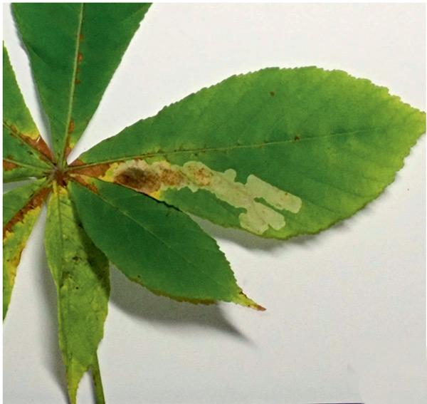 /filer/webapps/moths_gc/media/images/O/ohridella_Cameraria_cocoon_Anikin_2019_586_2.jpg