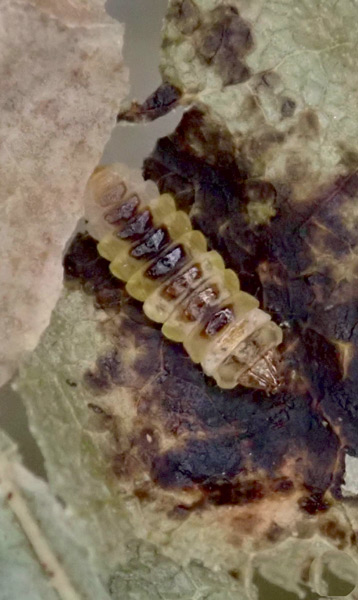 /filer/webapps/moths_gc/media/images/O/ohridella_Cameraria_larva_Anikin_2019_587.jpg