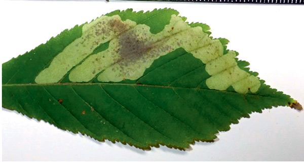 /filer/webapps/moths_gc/media/images/O/ohridella_Cameraria_mine_Anikin_2019_586_2.jpg