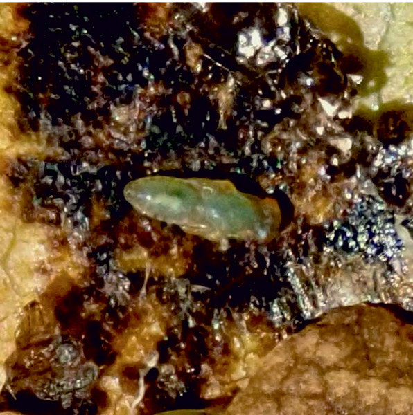 /filer/webapps/moths_gc/media/images/O/ohridella_Cameraria_parasitoid_Anikin_2019_586.jpg