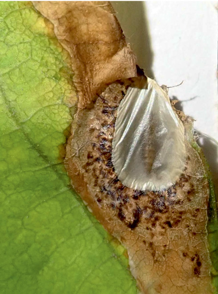 /filer/webapps/moths_gc/media/images/O/ohridella_Cameraria_pupa_Anikin_2019_586.jpg