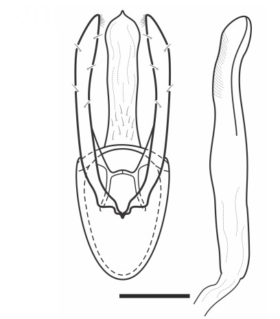 /filer/webapps/moths_gc/media/images/O/ohshimai_Phyllocnistis_HT_GM_MNHN.jpg