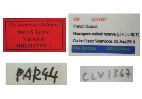 /filer/webapps/moths_gc/media/images/O/ohshimai_Phyllocnistis_HT_MNHN_Labels.jpg