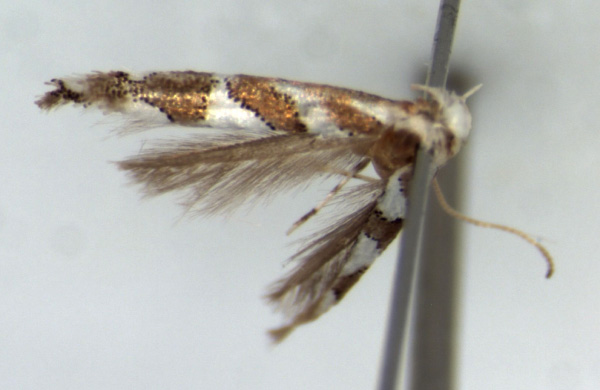 /filer/webapps/moths_gc/media/images/O/ololua_Phyllonorycter_HT_RMCA.jpg