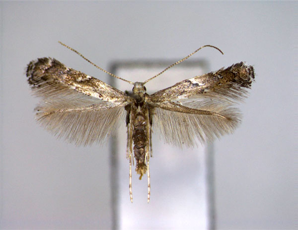 /filer/webapps/moths_gc/media/images/O/omissella_Leucospilaptery_A_EIHU.jpg