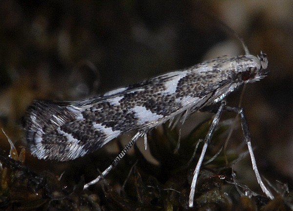 /filer/webapps/moths_gc/media/images/O/omissella_Leucospilapteryx_A_PathPiva.jpg