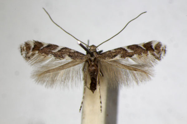 /filer/webapps/moths_gc/media/images/O/omissella_Leucospilapteryx_A_ZSM_3.jpg