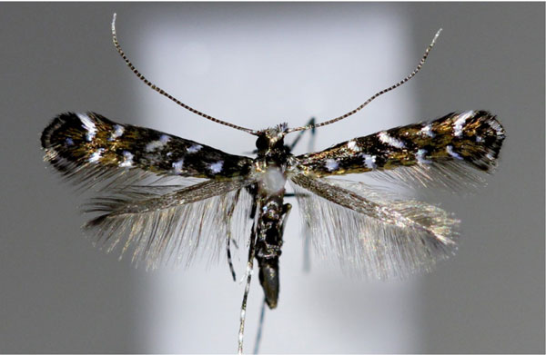 /filer/webapps/moths_gc/media/images/O/ononidis_Parectopa_A_Hellers_2017_134.jpg