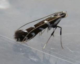 /filer/webapps/moths_gc/media/images/O/ononidis_Parectopa_A_Meert.jpg
