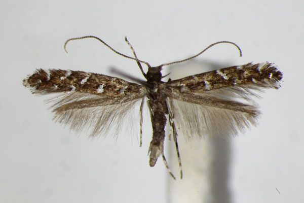 /filer/webapps/moths_gc/media/images/O/ononidis_Parectopa_A_ZSM.jpg