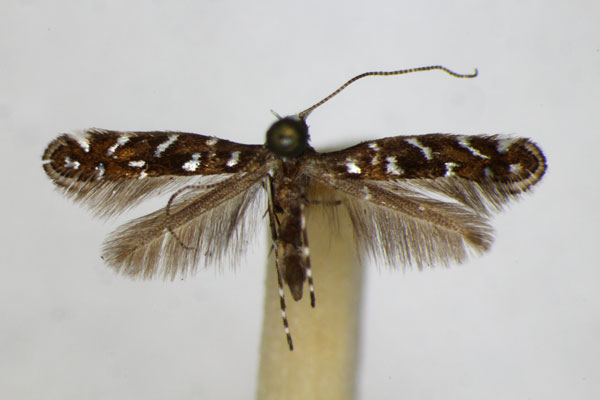 /filer/webapps/moths_gc/media/images/O/ononidis_Parectopa_A_ZSM_2.jpg