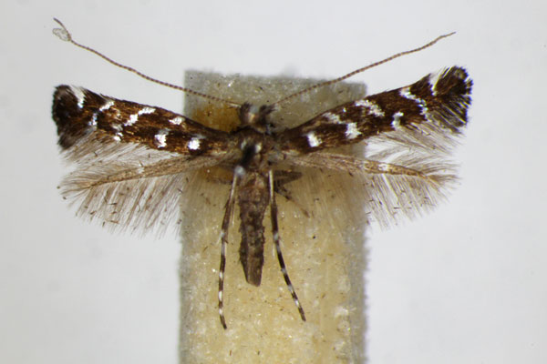 /filer/webapps/moths_gc/media/images/O/ononidis_Parectopa_A_ZSM_3.jpg