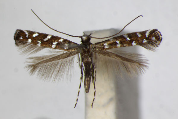 /filer/webapps/moths_gc/media/images/O/ononidis_Parectopa_A_ZSM_4.jpg