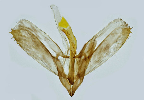 /filer/webapps/moths_gc/media/images/O/ononidis_Parectopa_GM_Hall.jpg