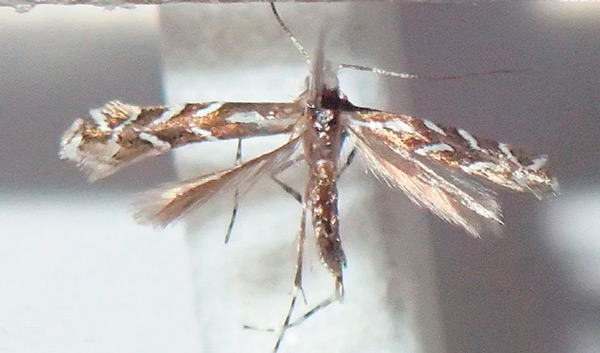 /filer/webapps/moths_gc/media/images/O/onychota_Aristaea_A_Bippus_2019_20.jpg