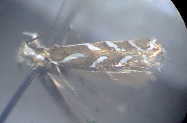 /filer/webapps/moths_gc/media/images/O/onychota_Aristaea_M-Reunion,LaPossession-04.xi.2016-Bippus-.jpg