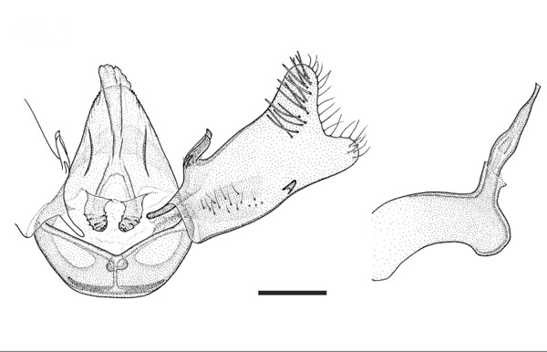 /filer/webapps/moths_gc/media/images/O/opuntiella_Marmara_A_GM_USNM.jpg