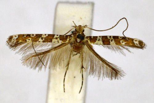 /filer/webapps/moths_gc/media/images/O/ordinatella_Gibbovalva_A_BMNH(E)-1055763.jpg
