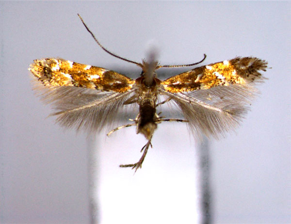 /filer/webapps/moths_gc/media/images/O/oreas_Phyllonorycter_A_2_EIHU.jpg