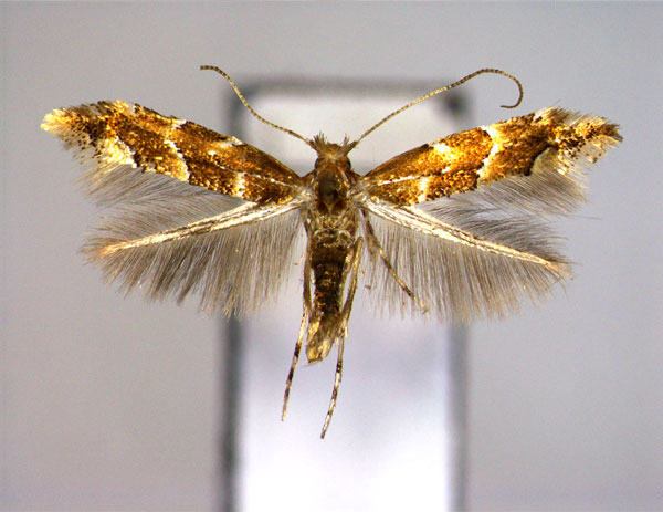 /filer/webapps/moths_gc/media/images/O/oreas_Phyllonorycter_A_EIHU.jpg
