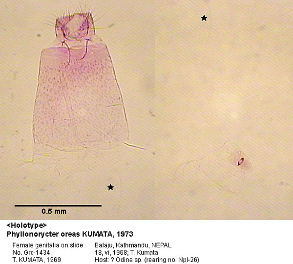 /filer/webapps/moths_gc/media/images/O/oreas_Phyllonorycter_GF_HT_1434_EIHU.jpg