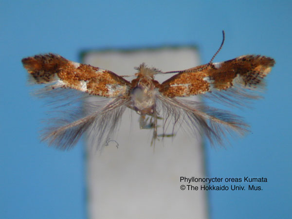 /filer/webapps/moths_gc/media/images/O/oreas_Phyllonorycter_HT_EIHU.jpg