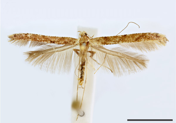 /filer/webapps/moths_gc/media/images/O/oriarcha_Caloptilia_HT_1410752_BMNH.jpg