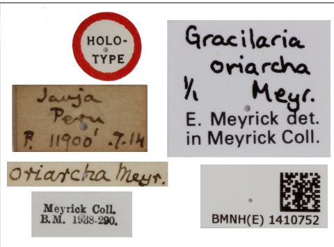 /filer/webapps/moths_gc/media/images/O/oriarcha_Caloptilia_HT_1410752_BMNH_Labels.jpg