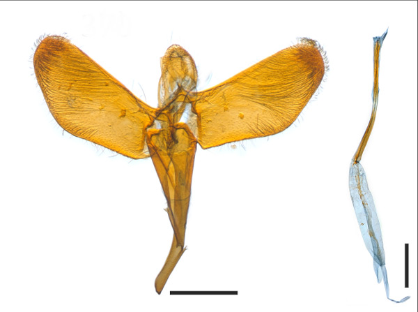 /filer/webapps/moths_gc/media/images/O/oriarcha_Caloptilia_HT_GM_1410752_BMNH.jpg