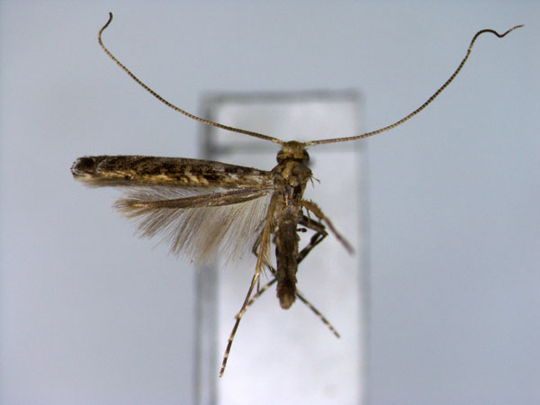 /filer/webapps/moths_gc/media/images/O/orientale_Conopobathra_A_EIHU_2.jpg