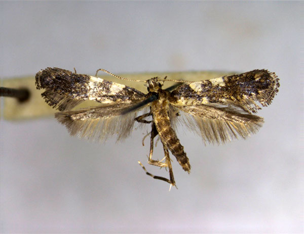 /filer/webapps/moths_gc/media/images/O/orientalis_Caloptilia_A_EIHU.jpg