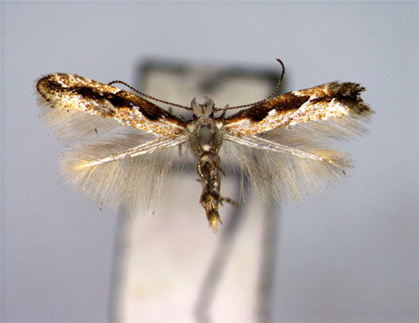 /filer/webapps/moths_gc/media/images/O/orientalis_Phyllonorycter_A_EIHU.jpg