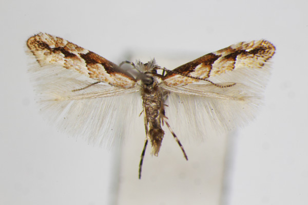 /filer/webapps/moths_gc/media/images/O/orientalis_Phyllonorycter_A_ZSM.jpg