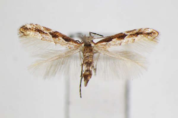 /filer/webapps/moths_gc/media/images/O/orientalis_Phyllonorycter_A_ZSM_2.jpg
