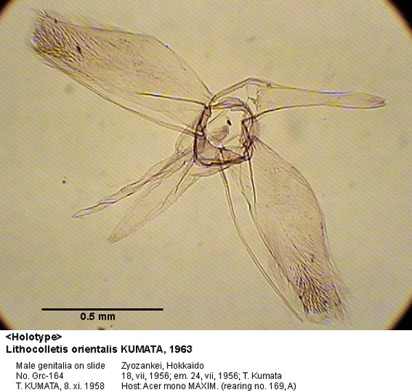 /filer/webapps/moths_gc/media/images/O/orientalis_Phyllonorycter_GM_HT_164_EIHU.jpg
