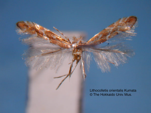 /filer/webapps/moths_gc/media/images/O/orientalis_Phyllonorycter_HT_EIHU.jpg