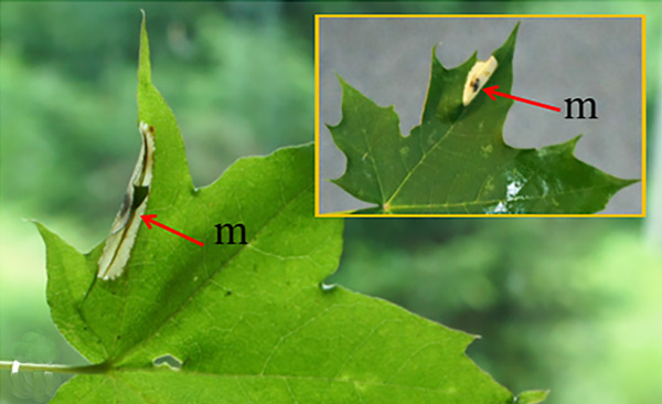 /filer/webapps/moths_gc/media/images/O/orientalis_Phyllonorycter_mine_Kirichenko-et-al_2019_36.jpg