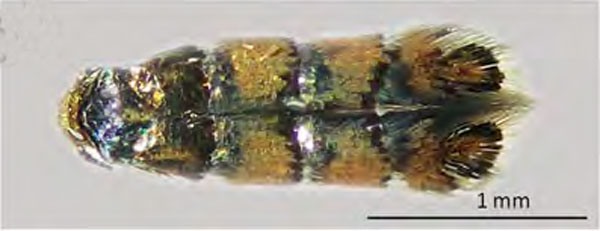 /filer/webapps/moths_gc/media/images/O/ostensackenella_Chrysaster_A2_Kirichenko-etal_2023_642.jpg