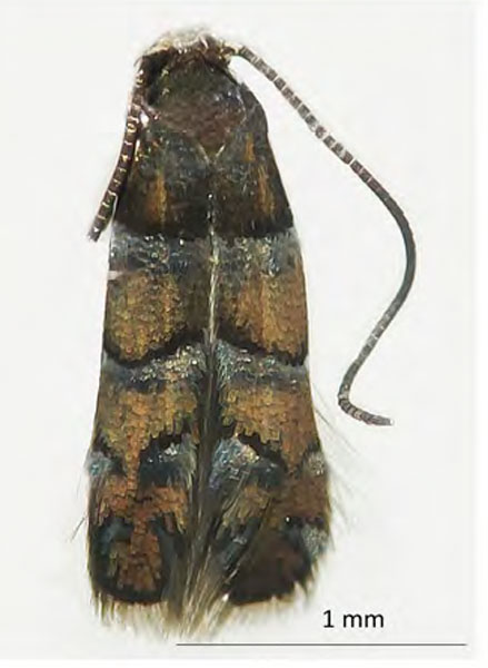 /filer/webapps/moths_gc/media/images/O/ostensackenella_Chrysaster_A2_Kirichenko-etal_2024_567.jpg