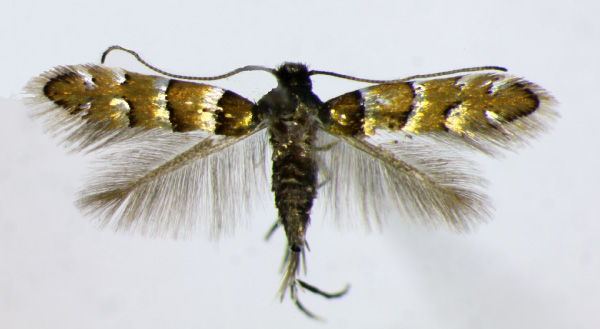 /filer/webapps/moths_gc/media/images/O/ostensackenella_Chrysaster_AF_Landry.jpg