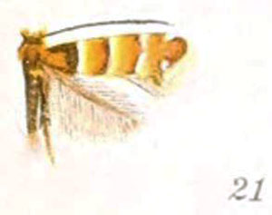 /filer/webapps/moths_gc/media/images/O/ostensackenella_Chrysaster_A_Braun_22-21.jpg