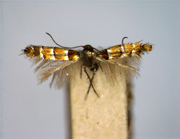 /filer/webapps/moths_gc/media/images/O/ostensackenella_Chrysaster_A_EIHU.jpg