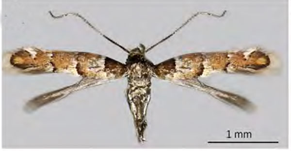 /filer/webapps/moths_gc/media/images/O/ostensackenella_Chrysaster_A_Kirichenko-etal_2023_642.jpg