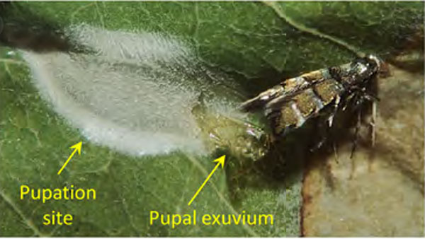 /filer/webapps/moths_gc/media/images/O/ostensackenella_Chrysaster_A_Kirichenko-etal_2024_567.jpg