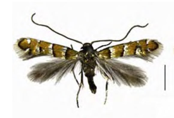 /filer/webapps/moths_gc/media/images/O/ostensackenella_Chrysaster_A_Liu-et-al_2015_944.jpg