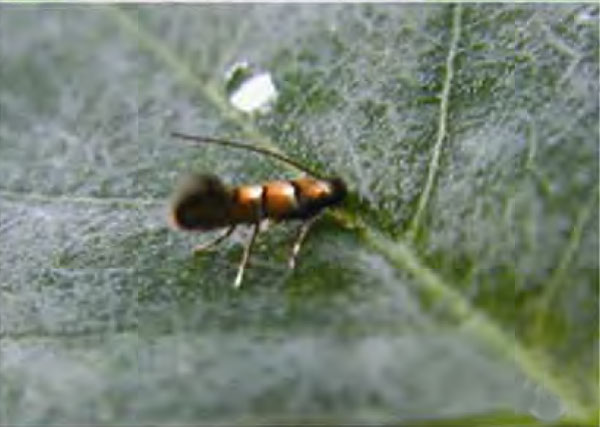 /filer/webapps/moths_gc/media/images/O/ostensackenella_Chrysaster_A_Liu-et-al_2015_946.jpg