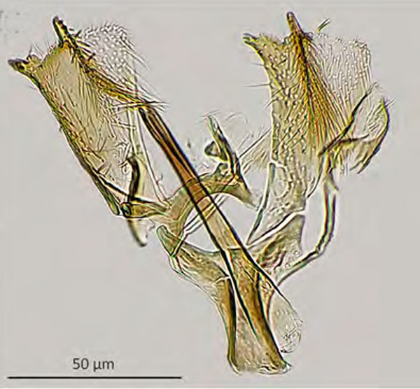 /filer/webapps/moths_gc/media/images/O/ostensackenella_Chrysaster_GM_Kirichenko-etal_2023_642.jpg