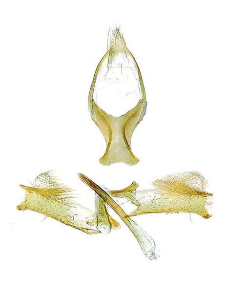 /filer/webapps/moths_gc/media/images/O/ostensackenella_Chrysaster_GM_Schacht-etal_2026_86.jpg